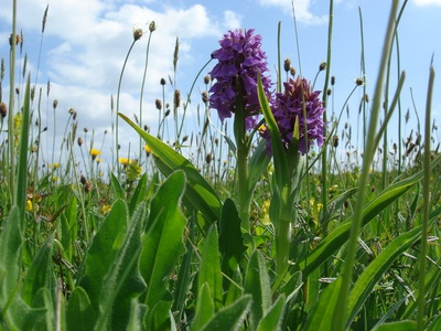 Marsh orchid