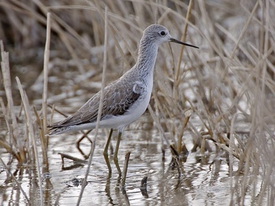 Marsh Sandpiper