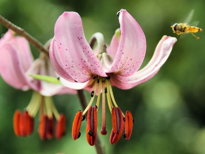 Martagon lily