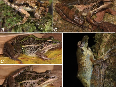 Mascarene grass frog