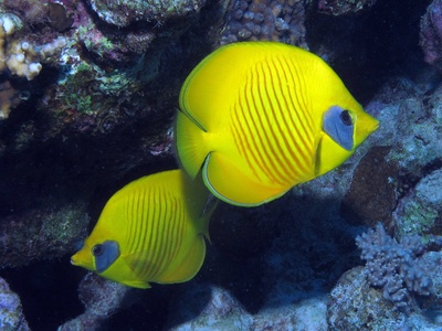Masked butterflyfish