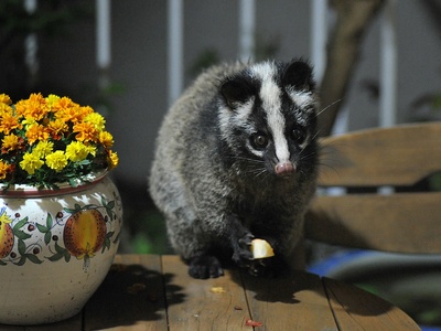Masked palm civet