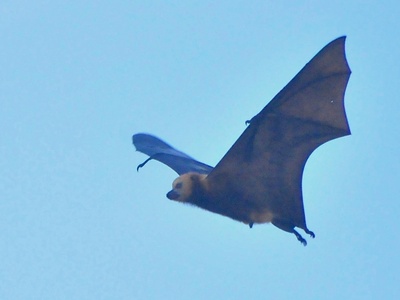 Mauritian flying fox