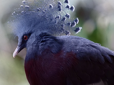 Mauritius blue pigeon