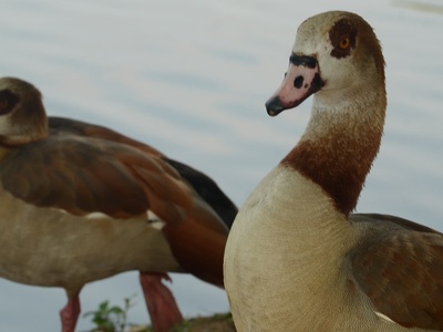Mauritius shelduck