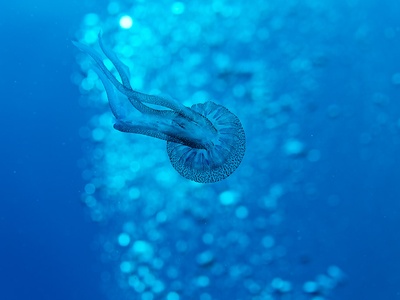 Mauve stinger jellyfish