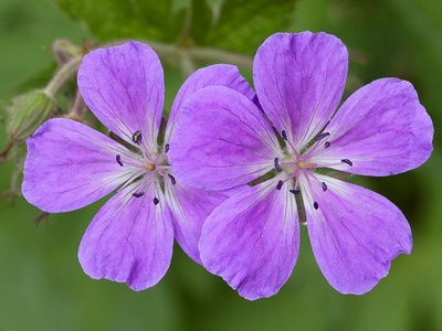 Meadow cranesbill