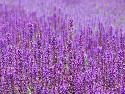 Meadow sage