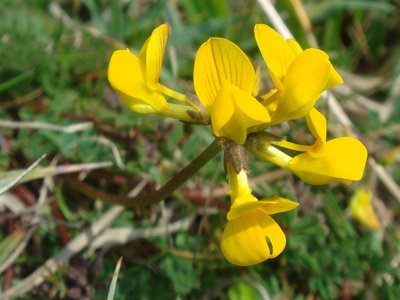 Meadow vetchling