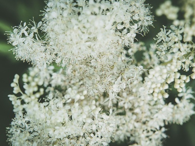 Meadowsweet