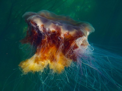 Mediterranean coastal jellyfish (invasive blooms)