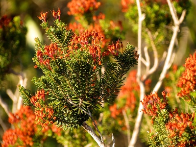 Mediterranean heather