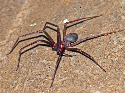 Mediterranean recluse spider