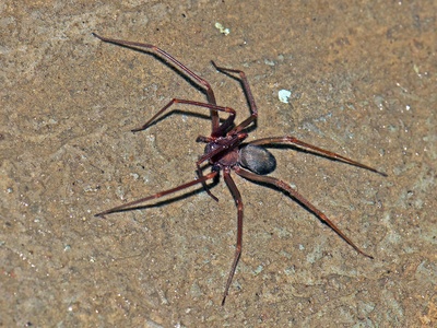 Mediterranean recluse spider