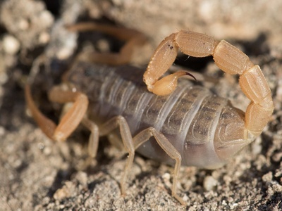 Mediterranean scorpions