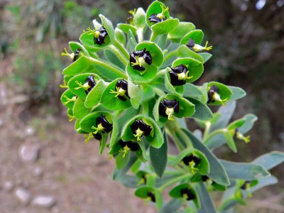 Mediterranean Spurge