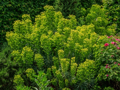 Mediterranean spurge