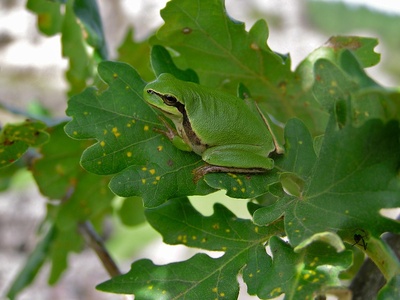 Mediterranean tree frog