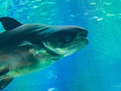 Mekong giant catfish