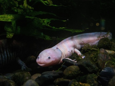 Mexican axolotl