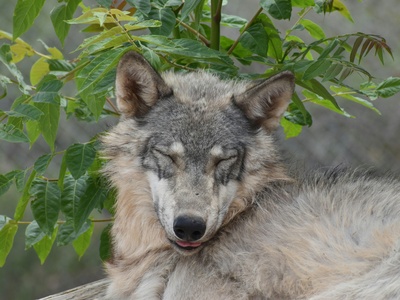 Mexican gray wolf (subspecies)
