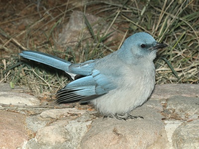 Mexican jay