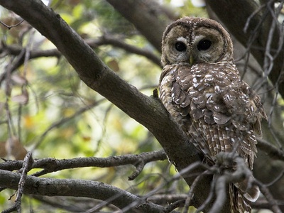 Mexican spotted owl
