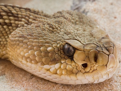 Mexican west-coast rattlesnake