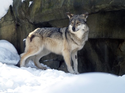 Mexican wolf