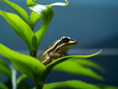 Middle East tree frog