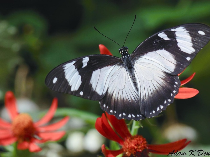 African Patterns Insect List of African Rainforest Insects - Flora Fauna Fun
