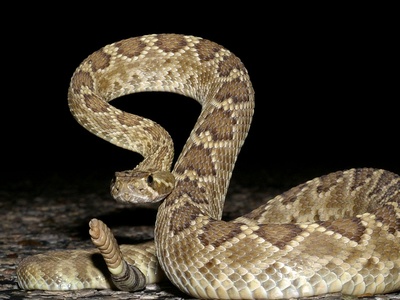 Mojave rattlesnake