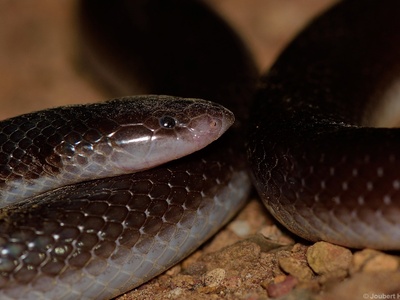 Mole viper (burrowing asp)