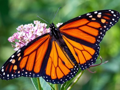 Monarch butterfly