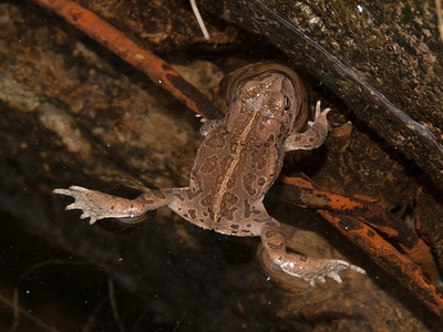 Mongolian toad