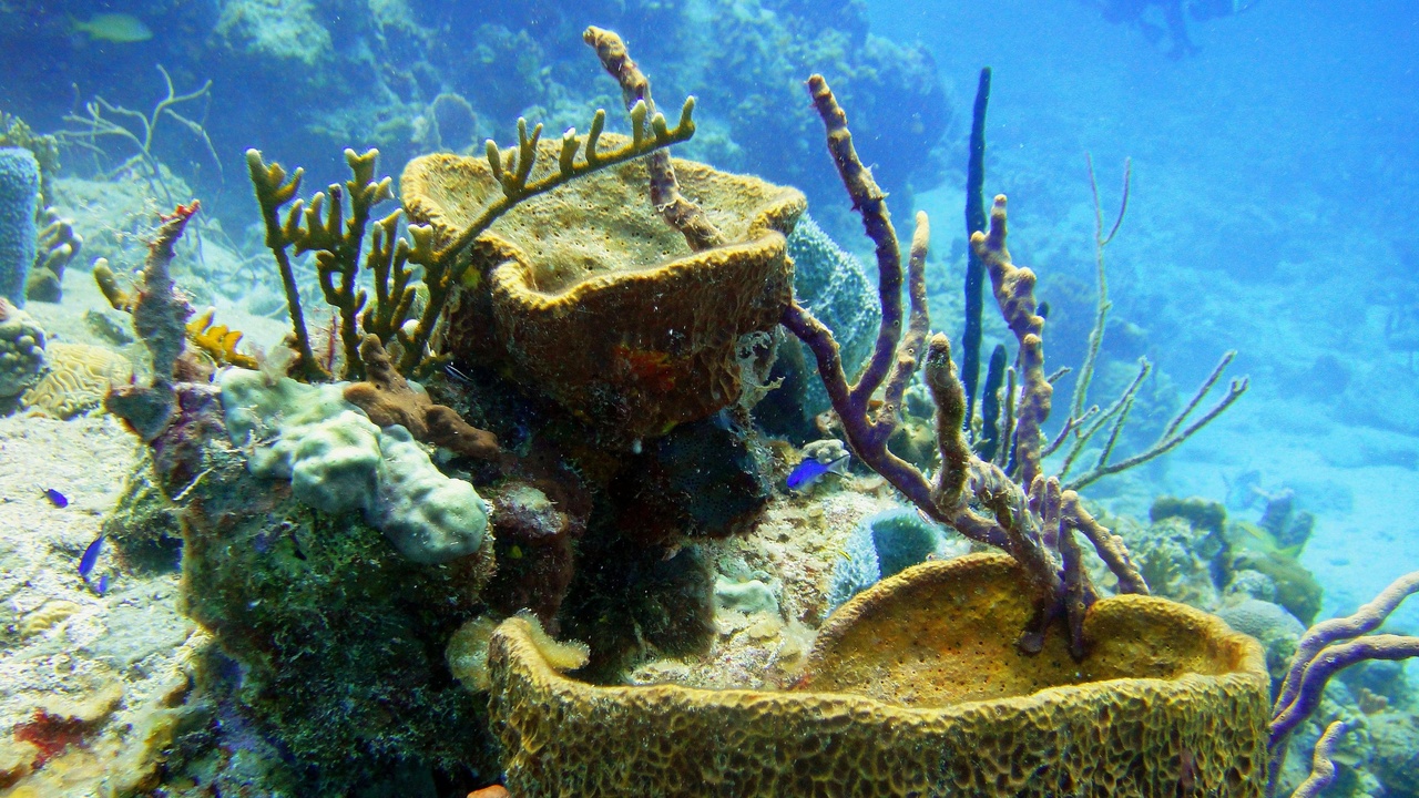 Scientists planting coral fragments and monitoring reef recovery from a boat