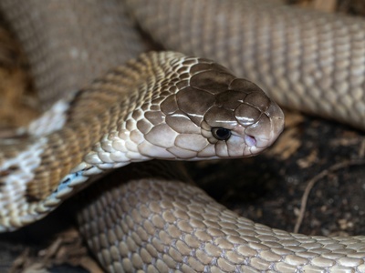 Monocled cobra