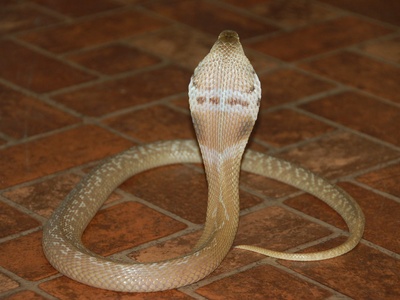Monocled cobra