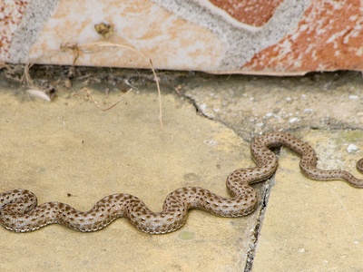 Montpellier snake