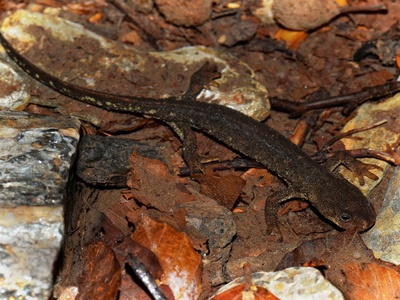 Montseny brook newt
