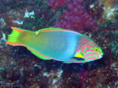 Moon wrasse