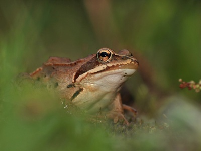 Moor frog