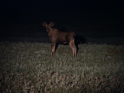 Moose (Eurasian elk)
