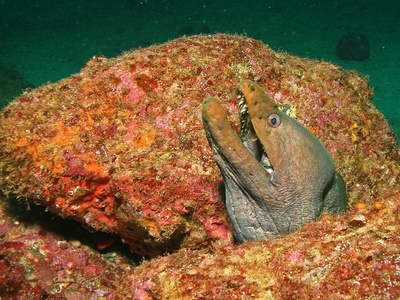 Moray eel (Giant moray)