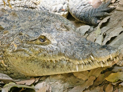 Morelet's crocodile