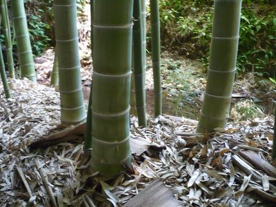 Moso bamboo