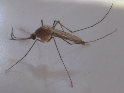 Mosquito (vector)