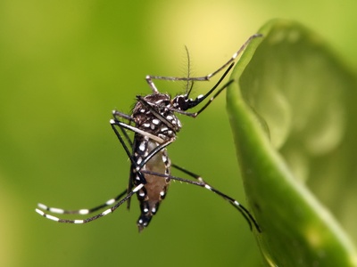 Mosquitoes (disease vectors)