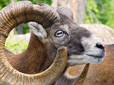 Mouflon