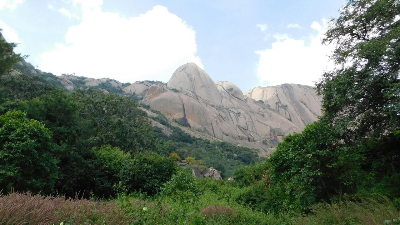 Nubian ibex on rocky Asir slopes